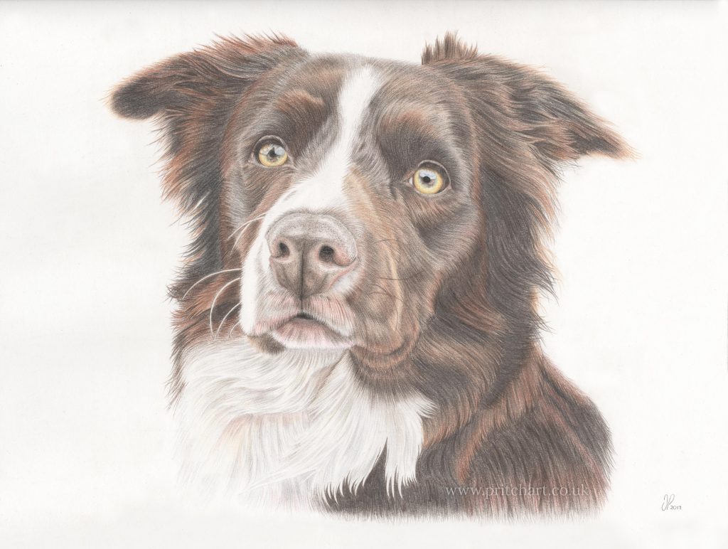 Border Collie drawing by Pritch Art