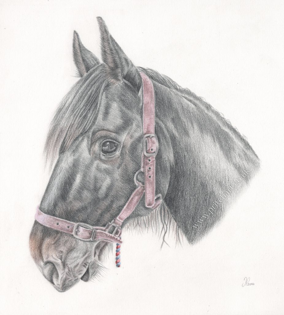 Horse drawing