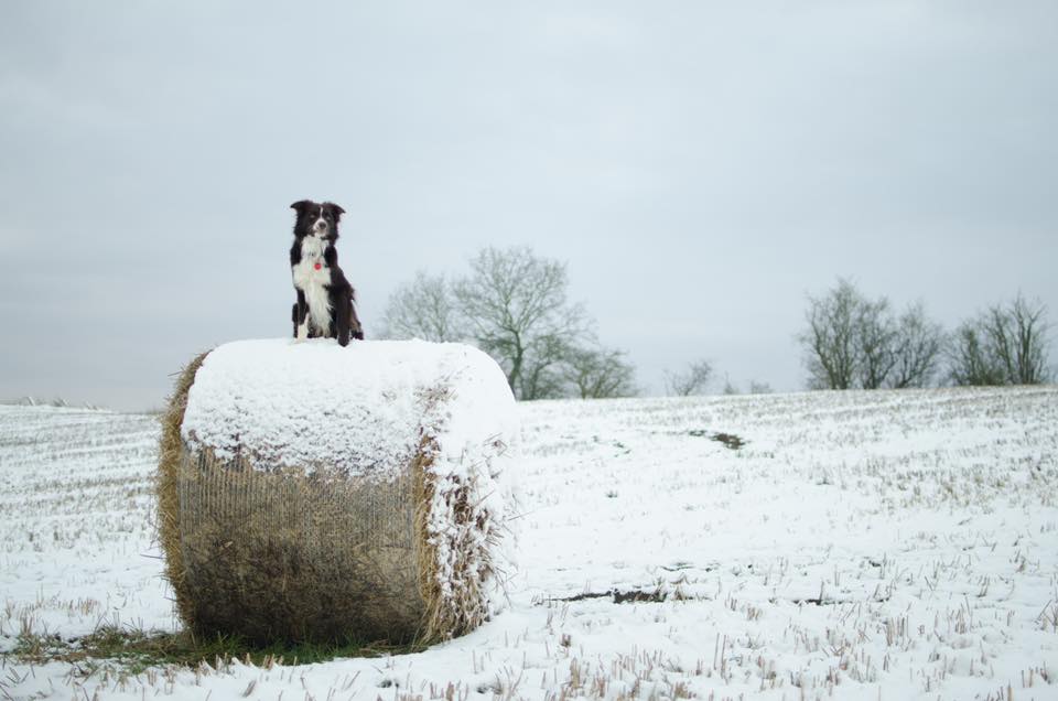 Costa Collie @costacollie Border Collie on a haybale in the UK Snow #uksnow