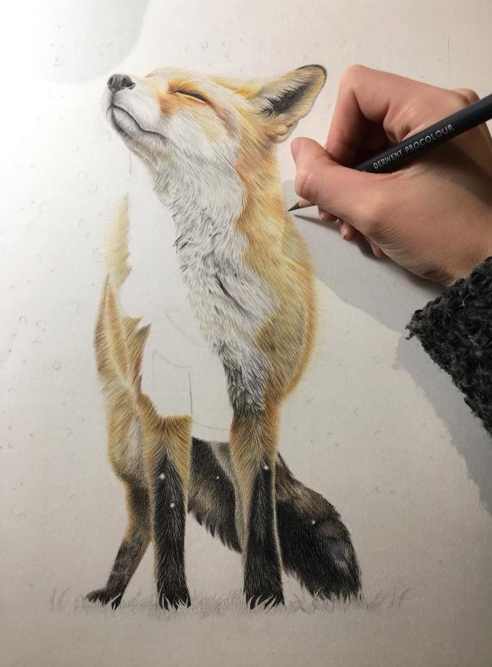 Fox drawing in Derwent pro colour pencils