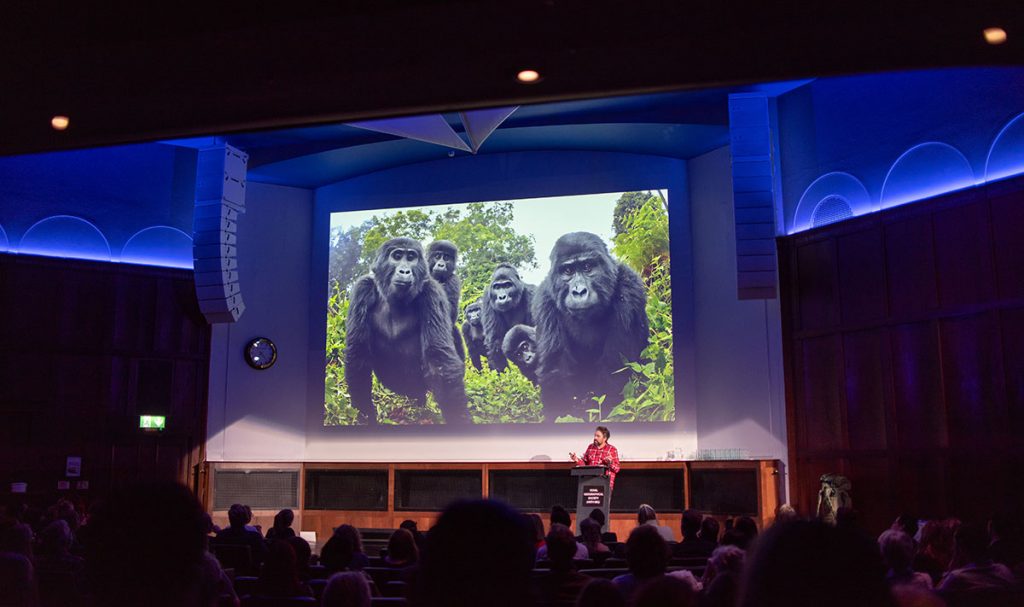 Photo of gorillas on a slideshow