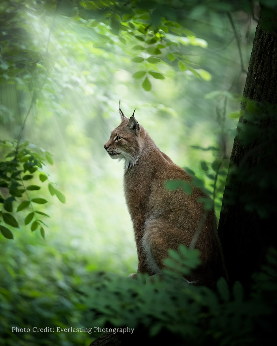 Image of an Eurasian Lynx by Everlasting Photography