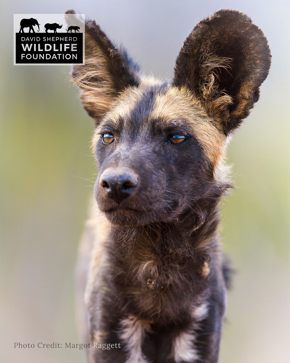 Photo of a Painted Dog, by Margot Raggett