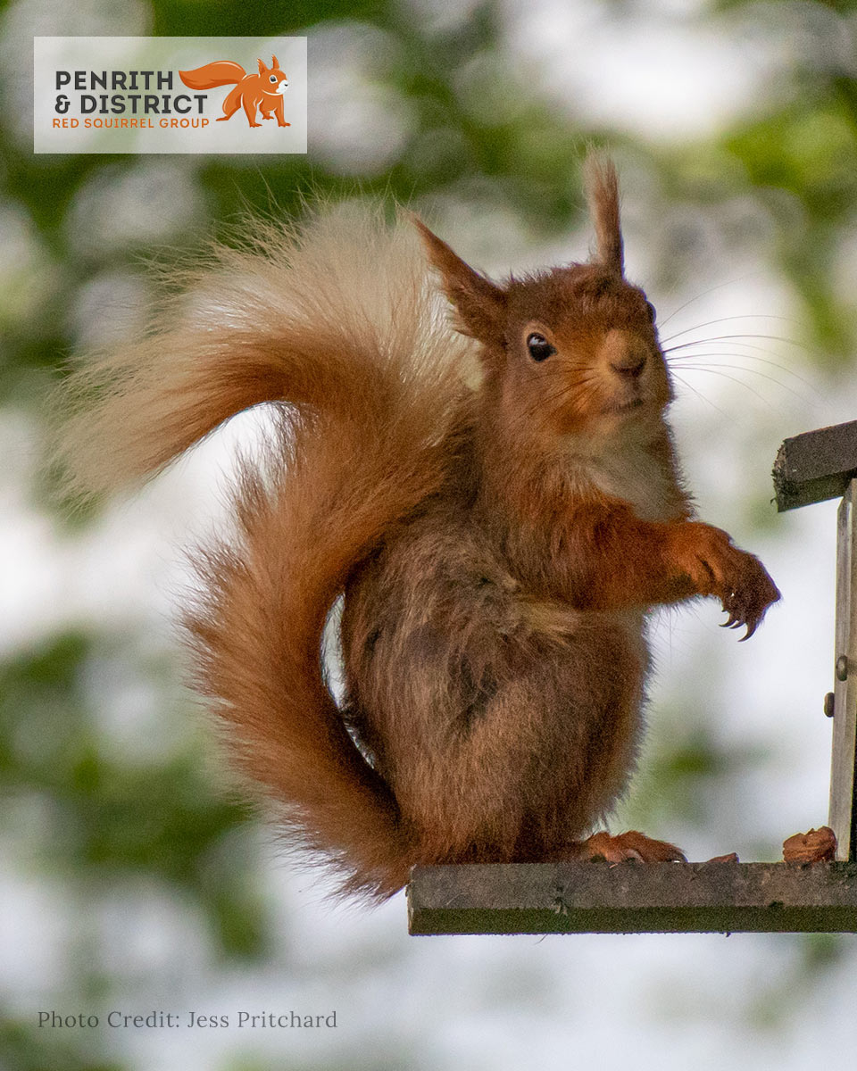 Photo of a Red Squirrel, by Jess Pritchard