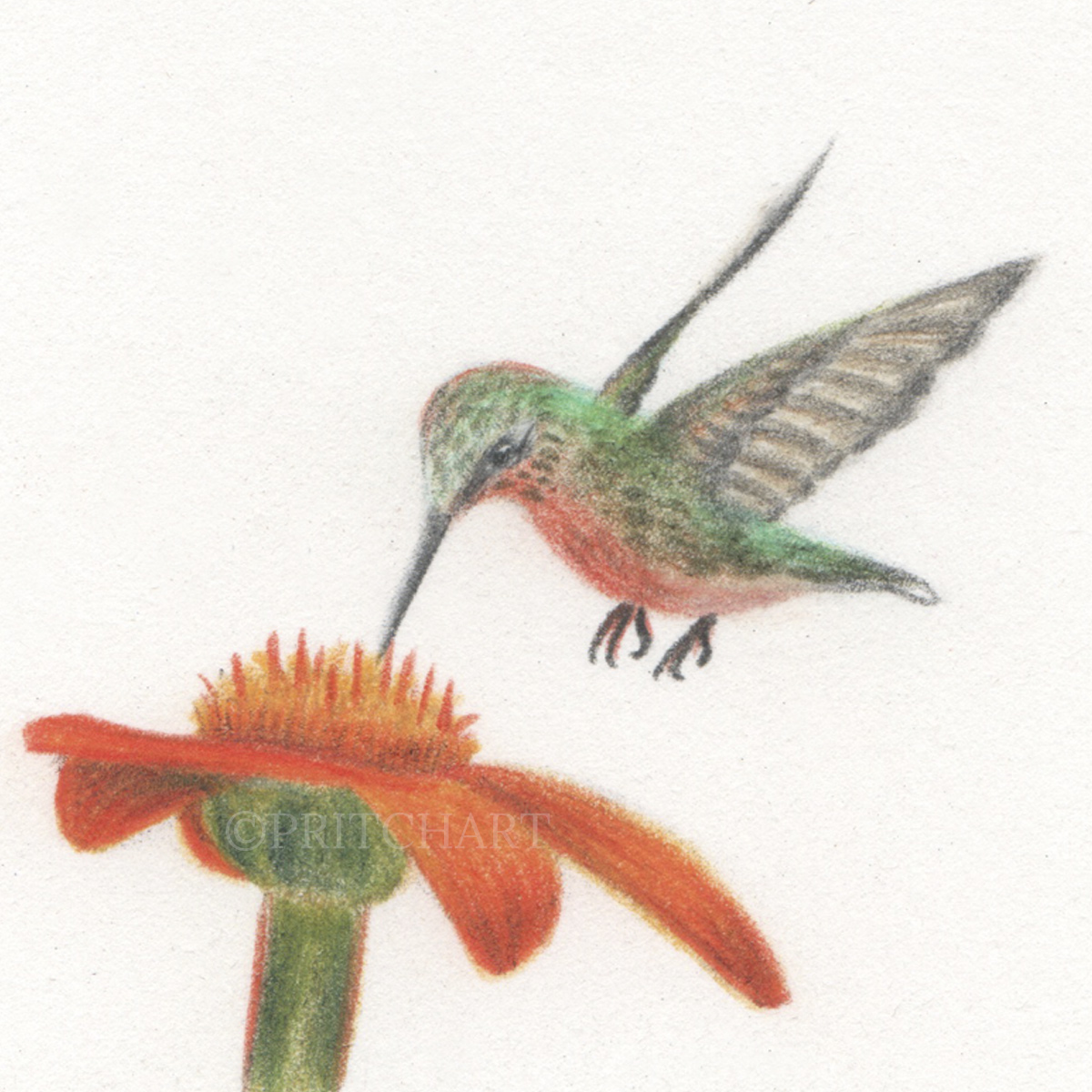 Hummingbird thumbnail 2