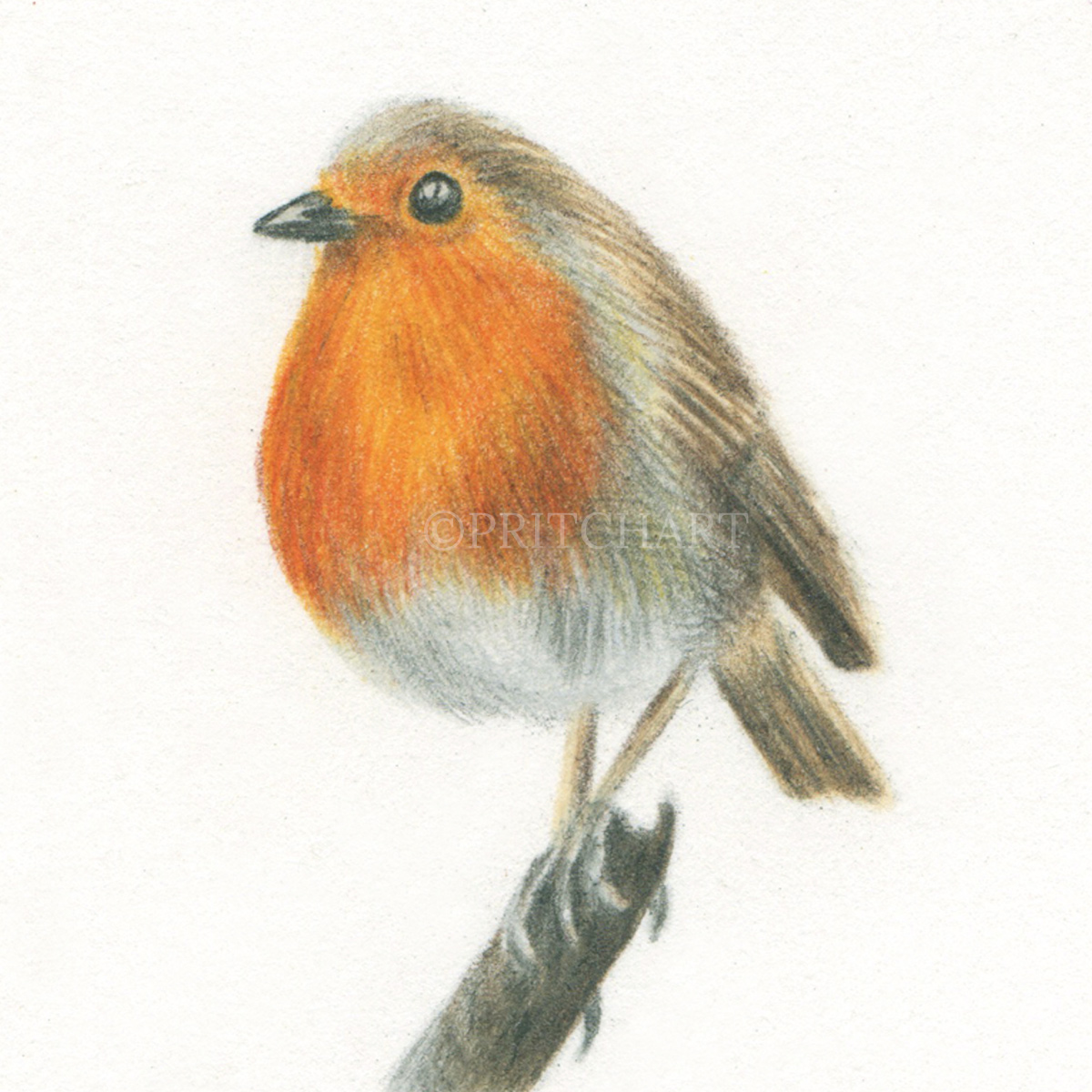 Robin thumbnail 2