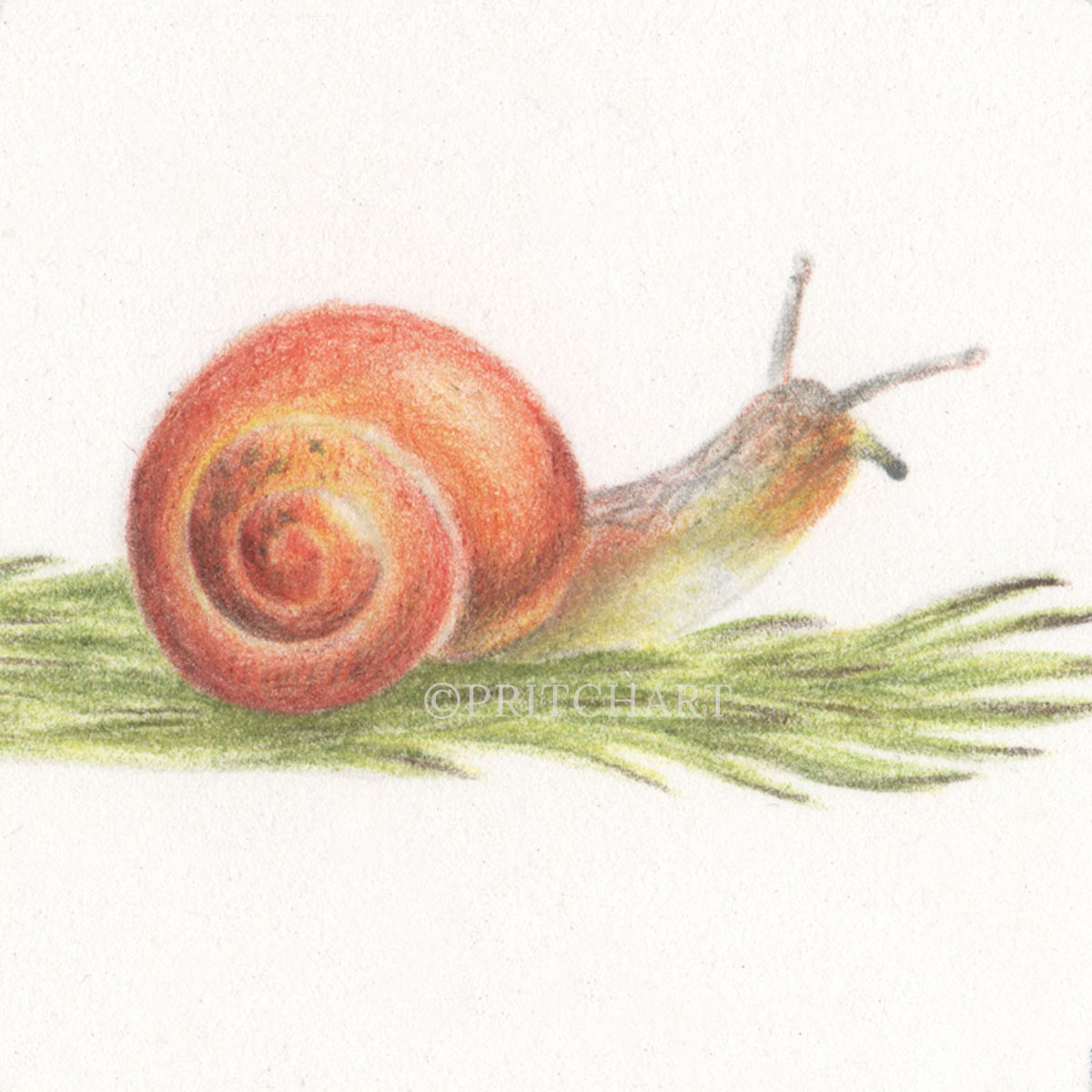 Snail thumbnail 2