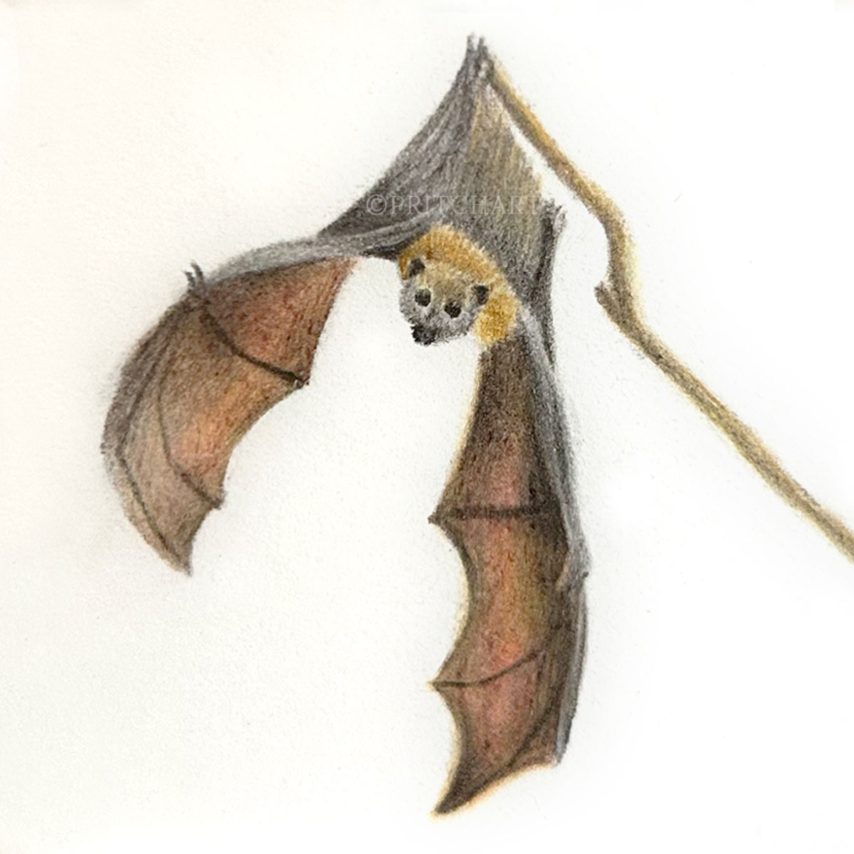 Bat thumbnail 2