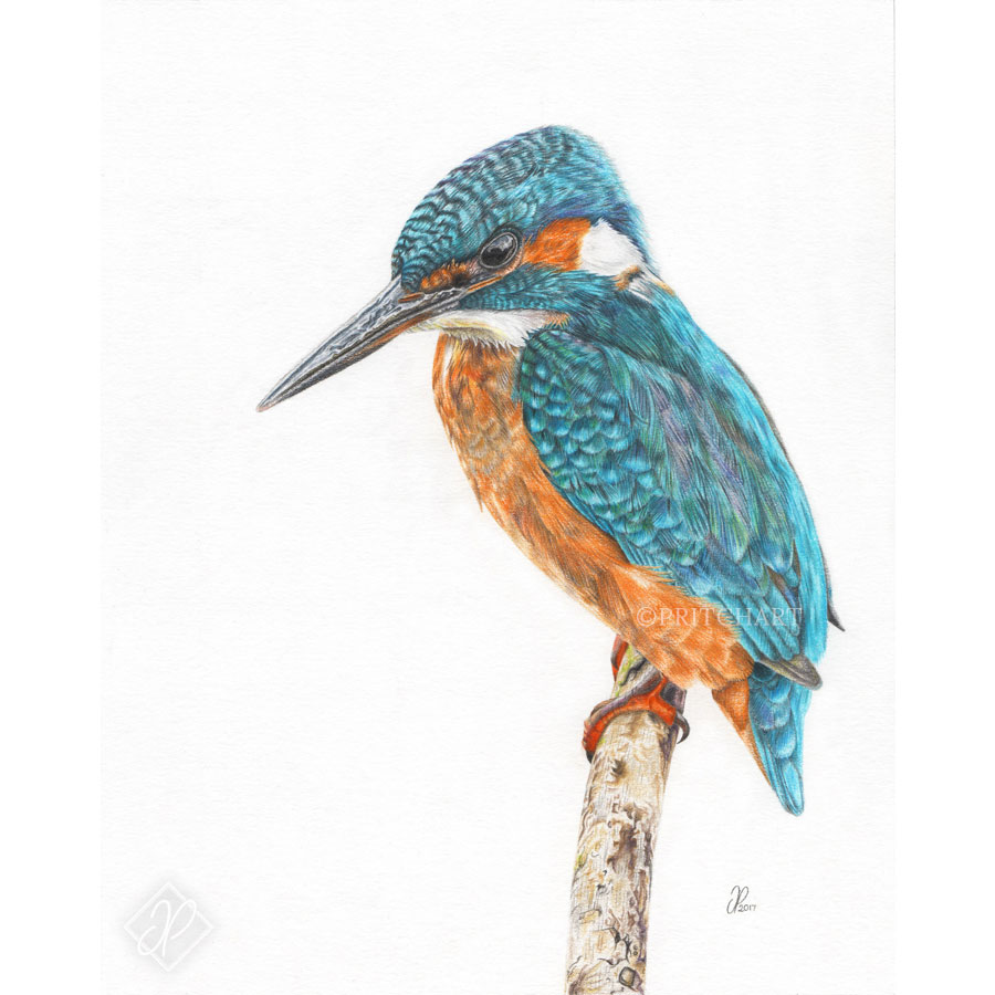Little Blue Print - Preview image  British Wildlife Art
