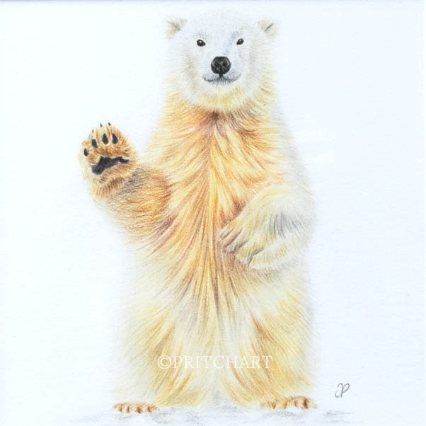 Polar Bear thumbnail 2