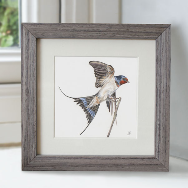 Swallow - Preview image  British Wildlife Art