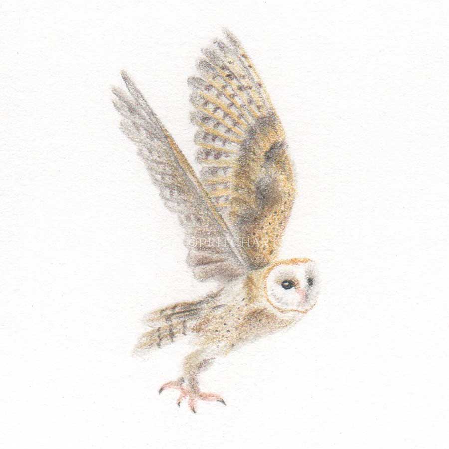 Barn Owl In Flight thumbnail 2