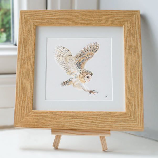 Barn Owl in flight - Preview image  British Wildlife Art