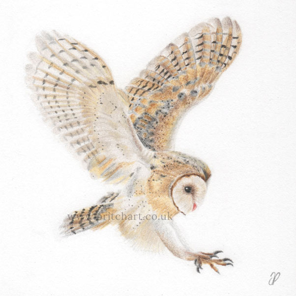 Barn Owl in flight thumbnail 2
