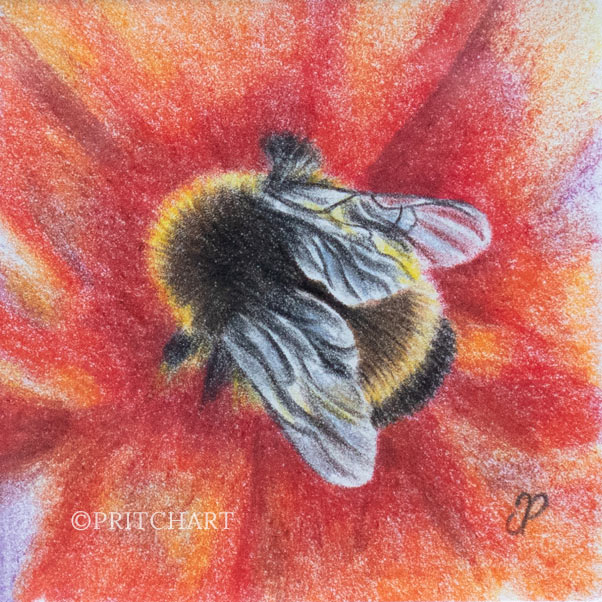 Bumblebee thumbnail 2