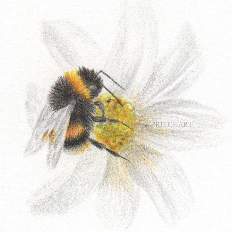 Bumblebee thumbnail 2