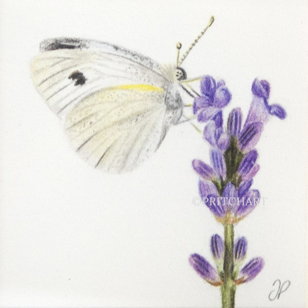 Cabbage Butterfly thumbnail 2