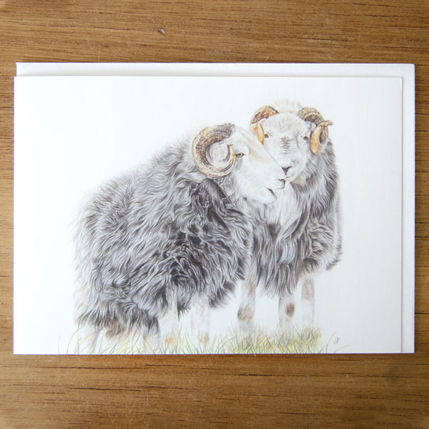 Herdwicks Greeting Card - Preview image  British Wildlife Art