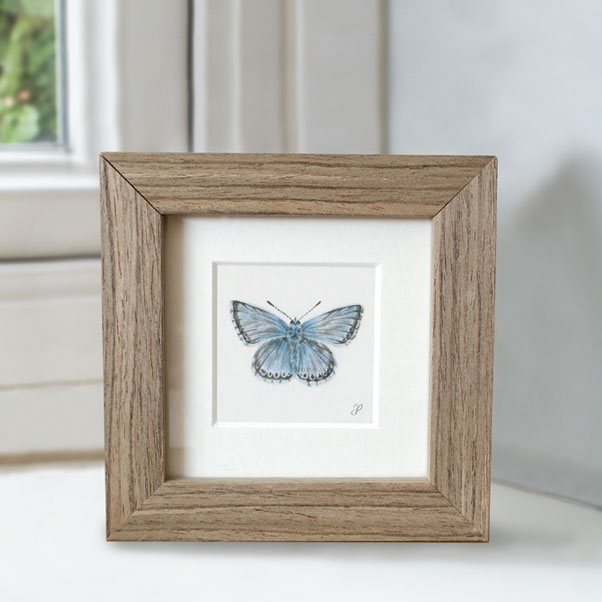 Chalkhill Blue Butterfly - Preview image  British Wildlife Art