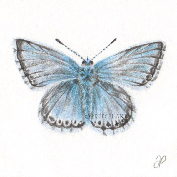 Chalkhill Blue Butterfly thumbnail 2