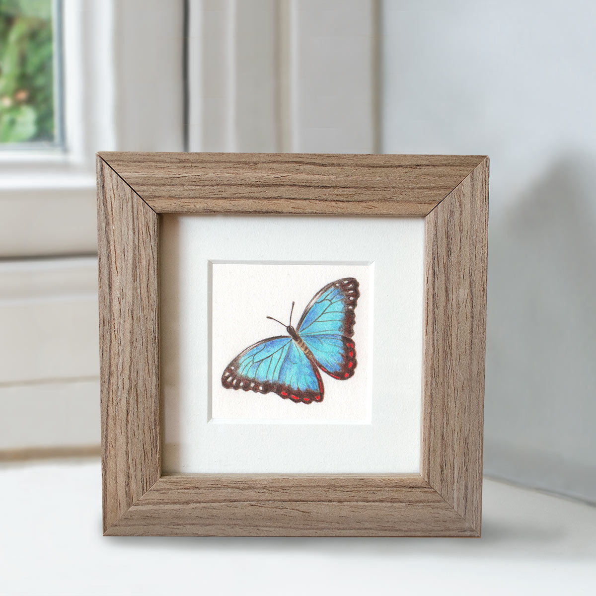 Minature collection - Common Morpho