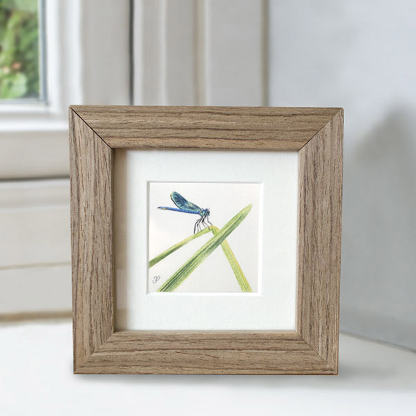 Dragonfly - Preview image  British Wildlife Art