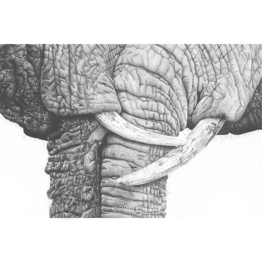 Wildlife Art - Embrace Print