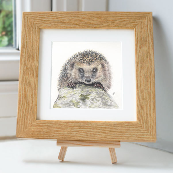Hedgehog - Preview image  British Wildlife Art