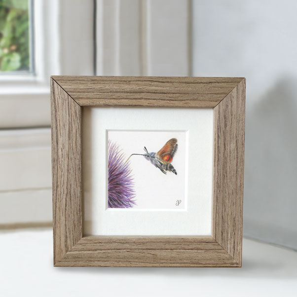 Hummingbird Hawk Moth - Preview image  British Wildlife Art