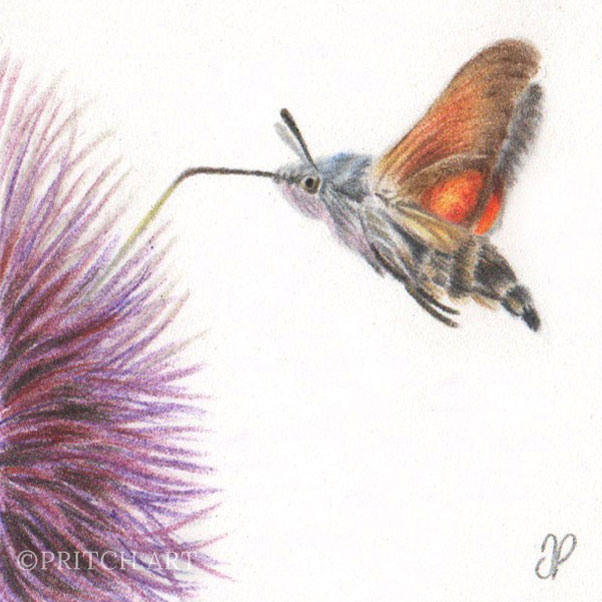Hummingbird Hawk Moth thumbnail 2