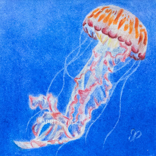 Jellyfish thumbnail 2