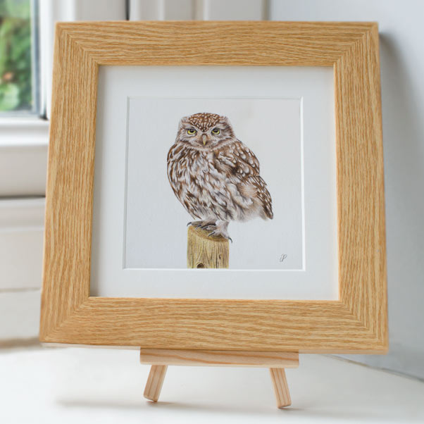 Little Owl - Preview image  British Wildlife Art