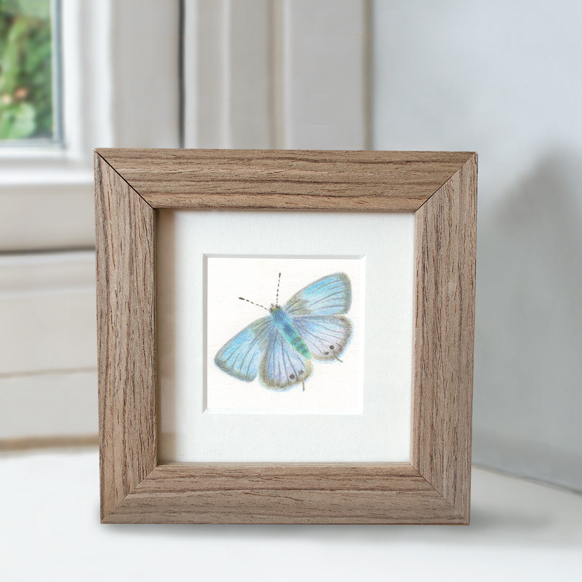 Long-tailed Blue - Preview image  British Wildlife Art