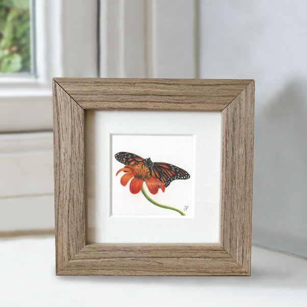 Monarch Butterfly - Preview image  British Wildlife Art
