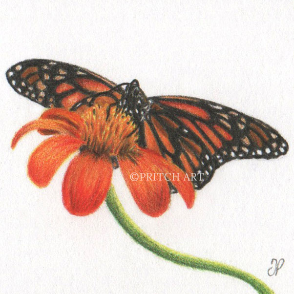 Monarch Butterfly thumbnail 2