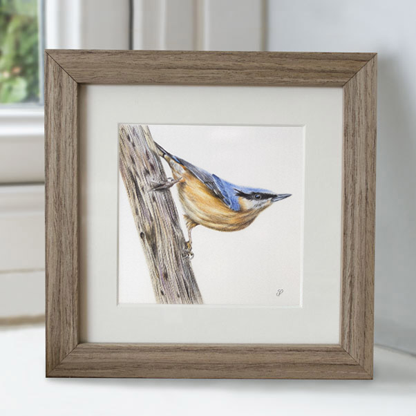 Nuthatch - Preview image  British Wildlife Art