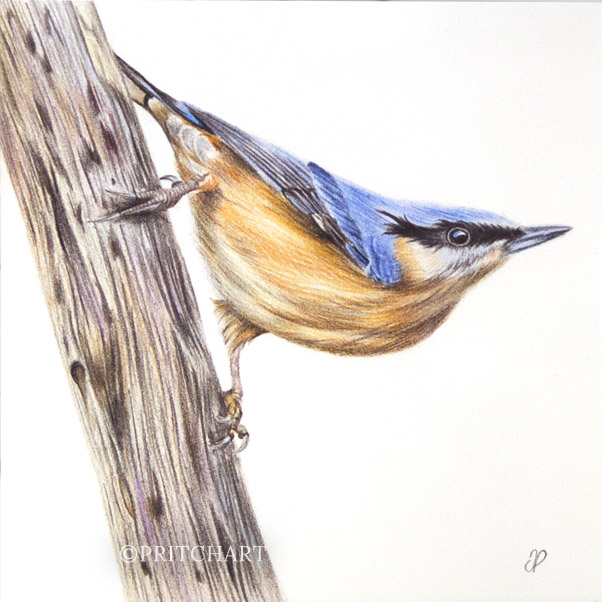 Nuthatch thumbnail 2