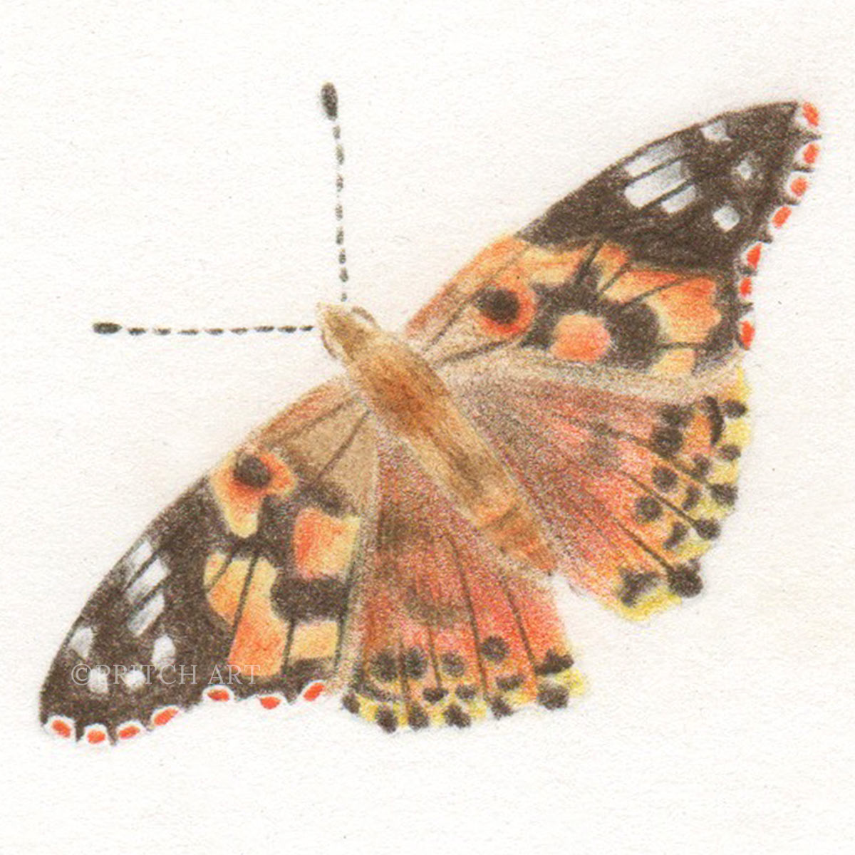 Painted Lady thumbnail 2