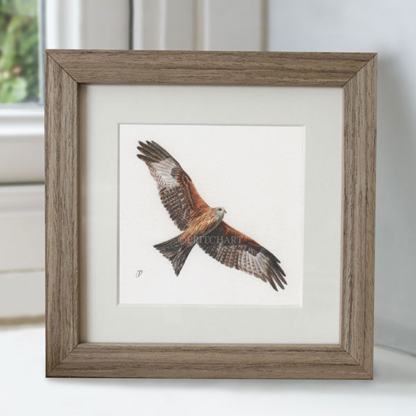 Red Kite - Preview image  British Wildlife Art