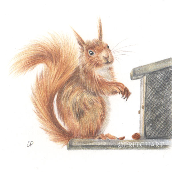 Red Squirrel thumbnail 2