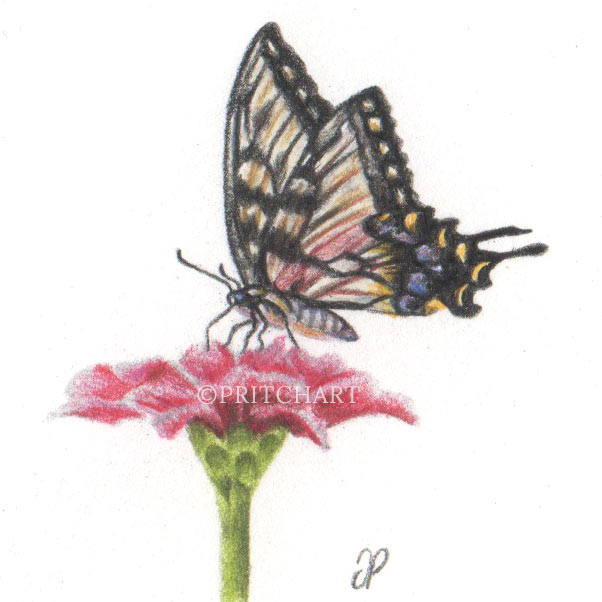 Swallowtail Butterfly thumbnail 2