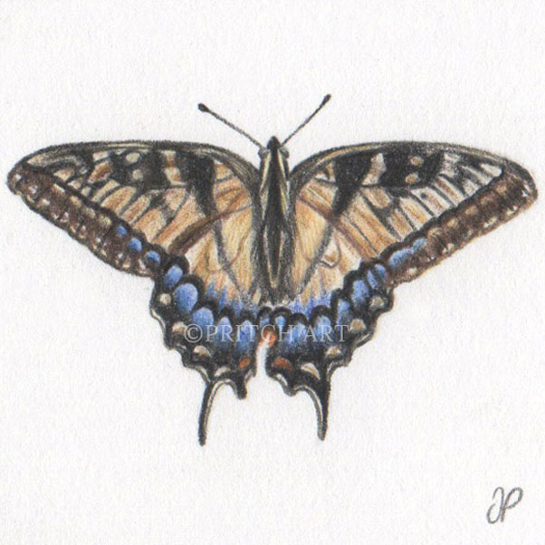 Swallowtail Butterfly thumbnail 2