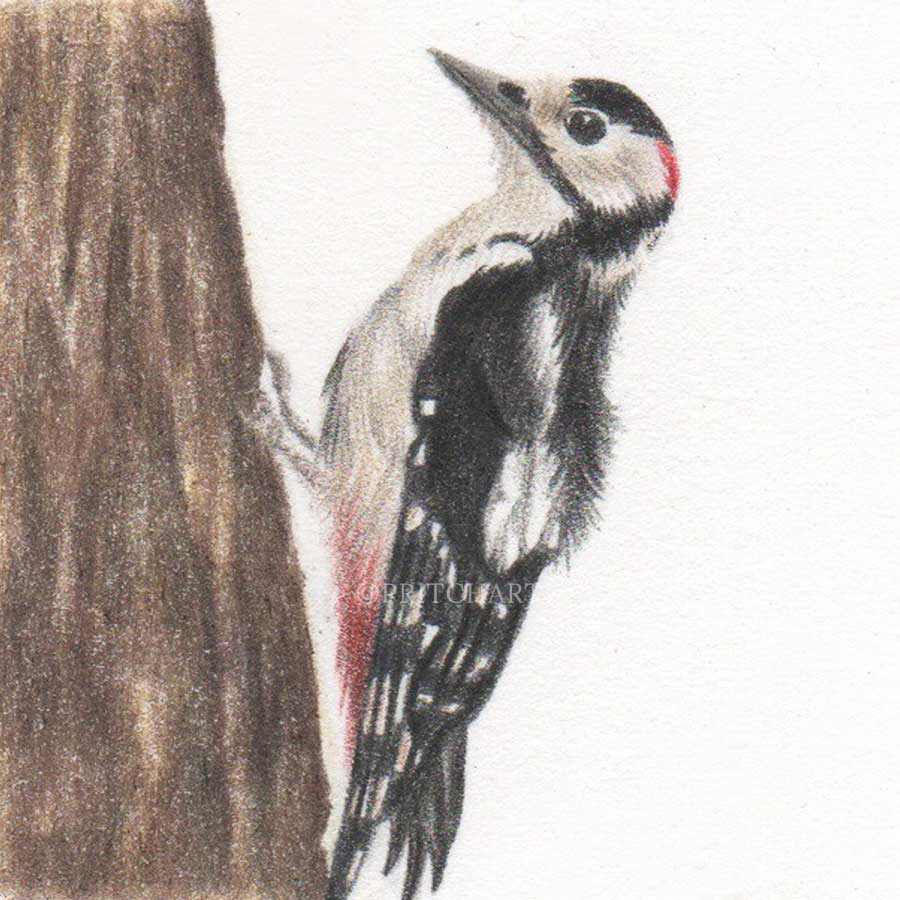 Woodpecker thumbnail 2