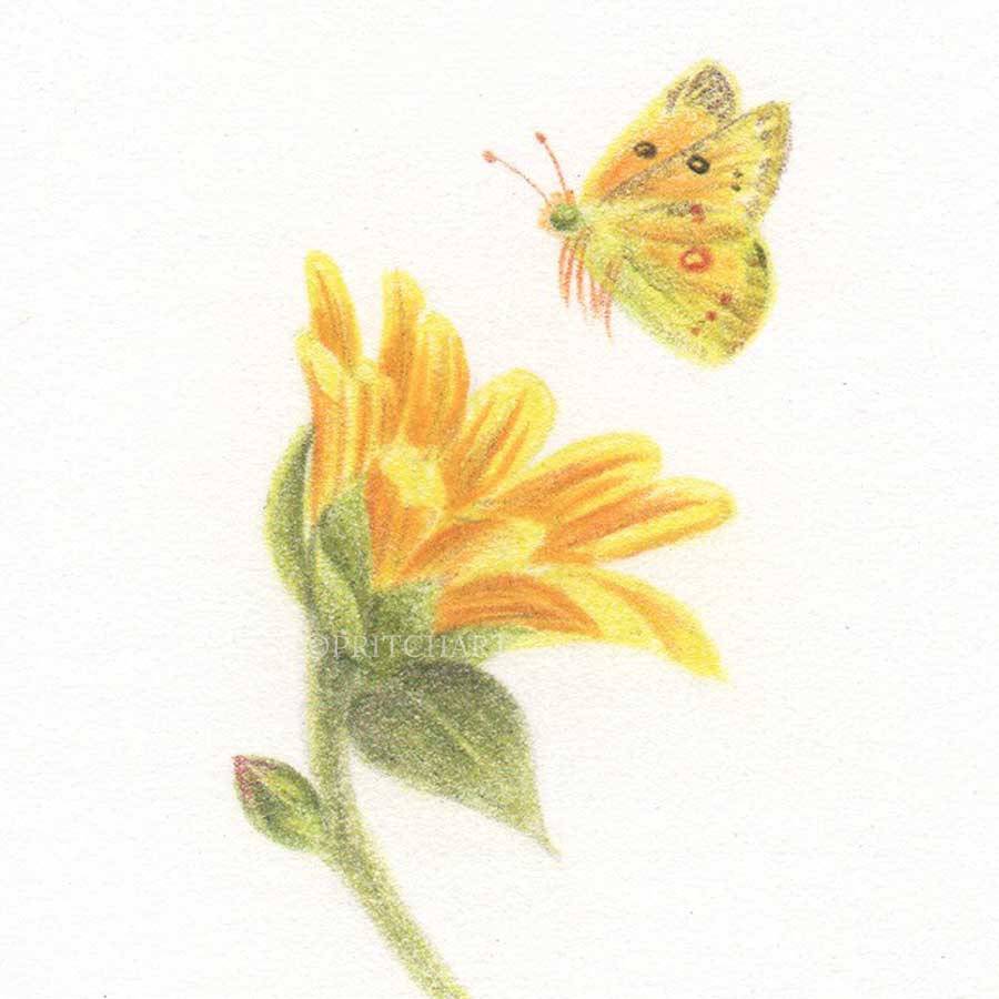 Yellow Butterfly thumbnail 2