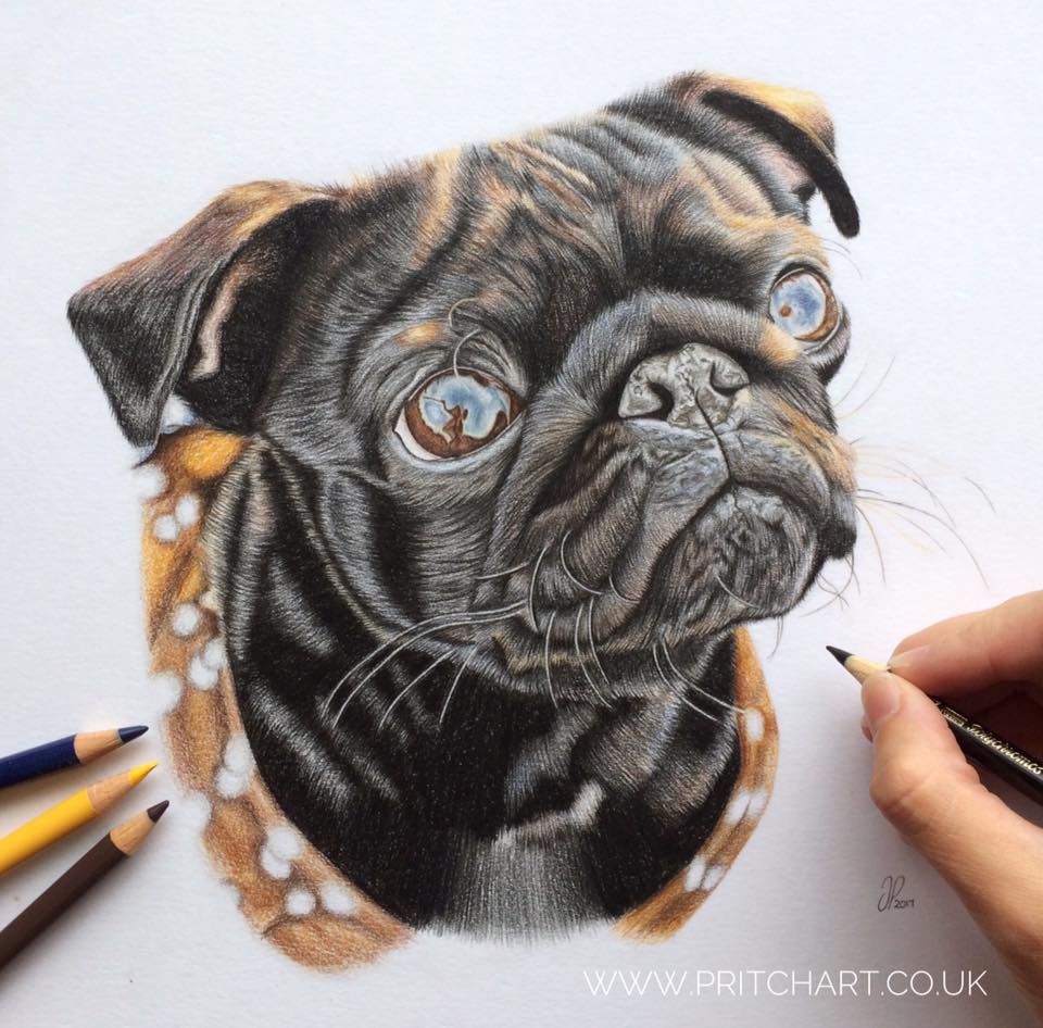 Jess Pritchard of Pritch Art drawing Nala the Pug